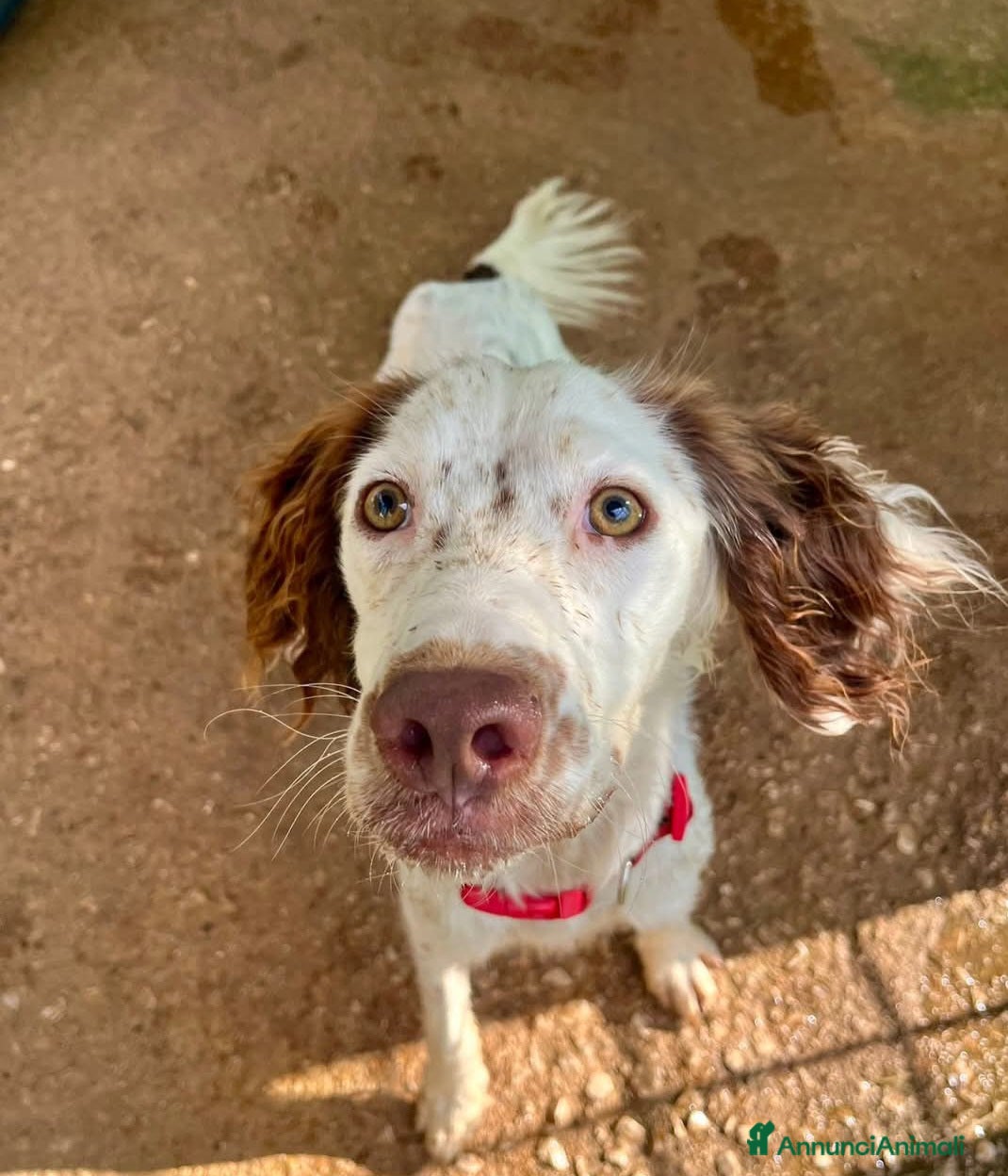 Setter Inglese cani Cagnolino setter - Annuncio 15