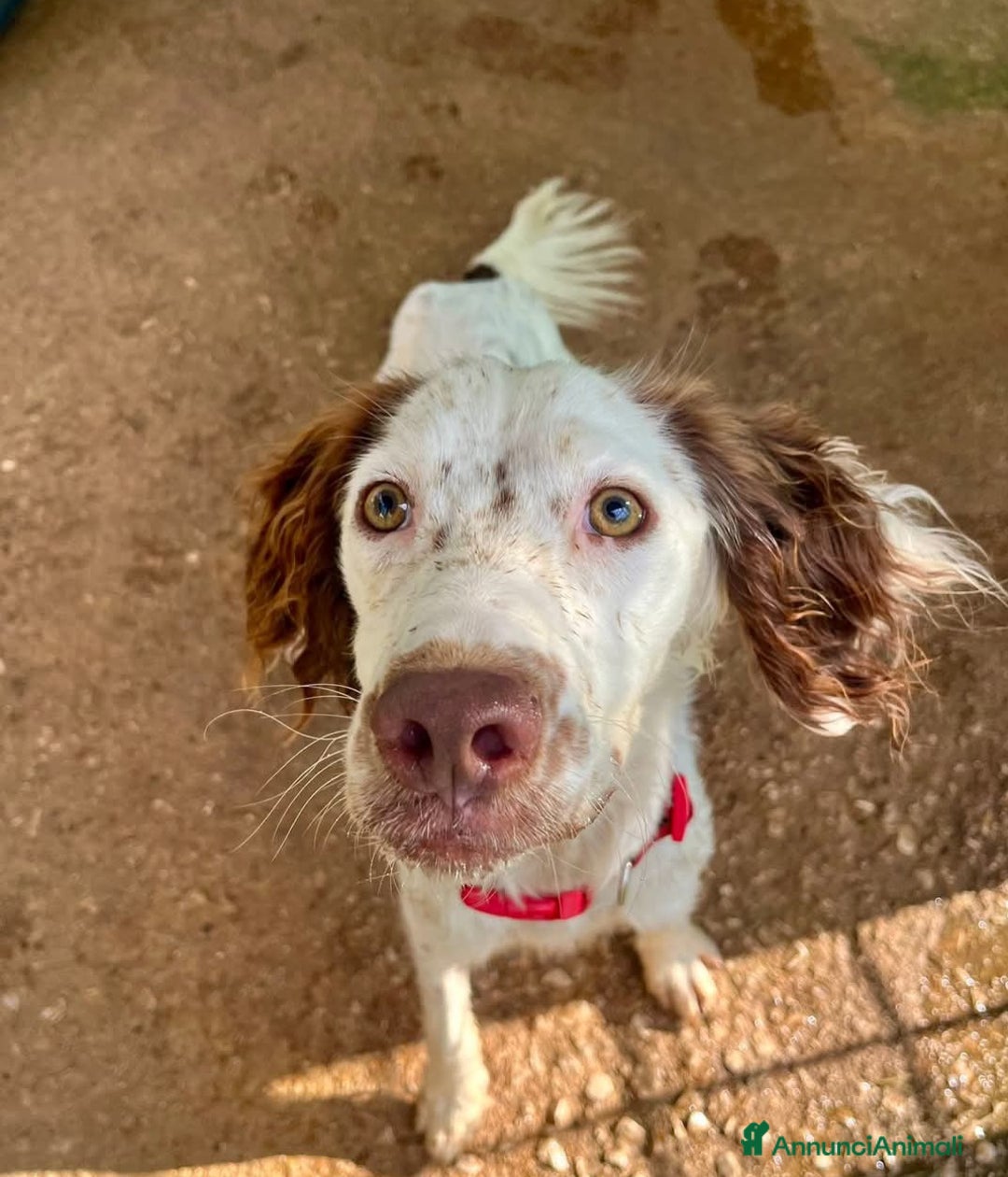 Setter Inglese cani in regalo: Cagnolino setter - Annuncio 1