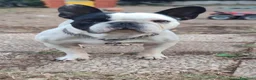 Bulldog Francese cani per accoppiamento: Ettore cerca fidanzata a Città metropolitana di Roma Capitale - Annuncio 5