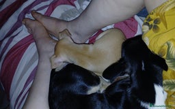Chihuahua cani in vendita: Chihuahua Cuccioli stupendi a Città metropolitana di Roma Capitale - Immagine 26