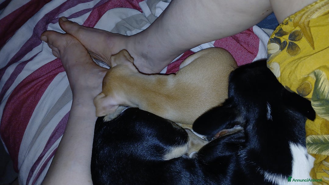 Chihuahua cani in vendita: Chihuahua Cuccioli stupendi a Città metropolitana di Roma Capitale - Immagine 26