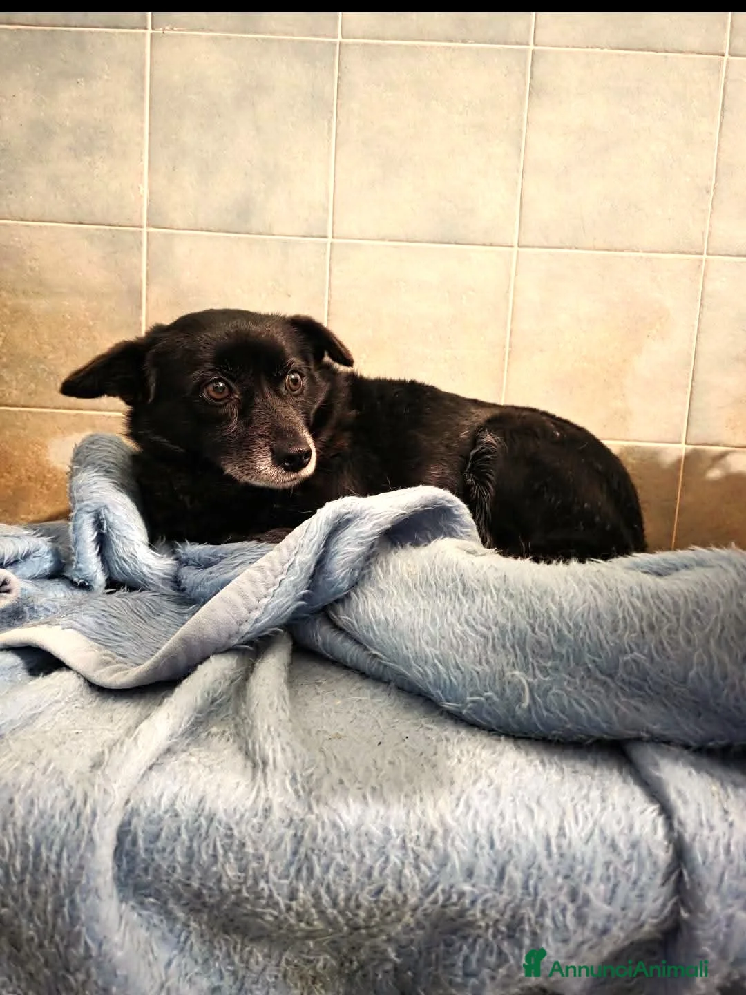 Meticcio cani in regalo: ADOZ.DEL💔:aiutiamo I PIÙ FRAGILI!!!! - Annuncio 5