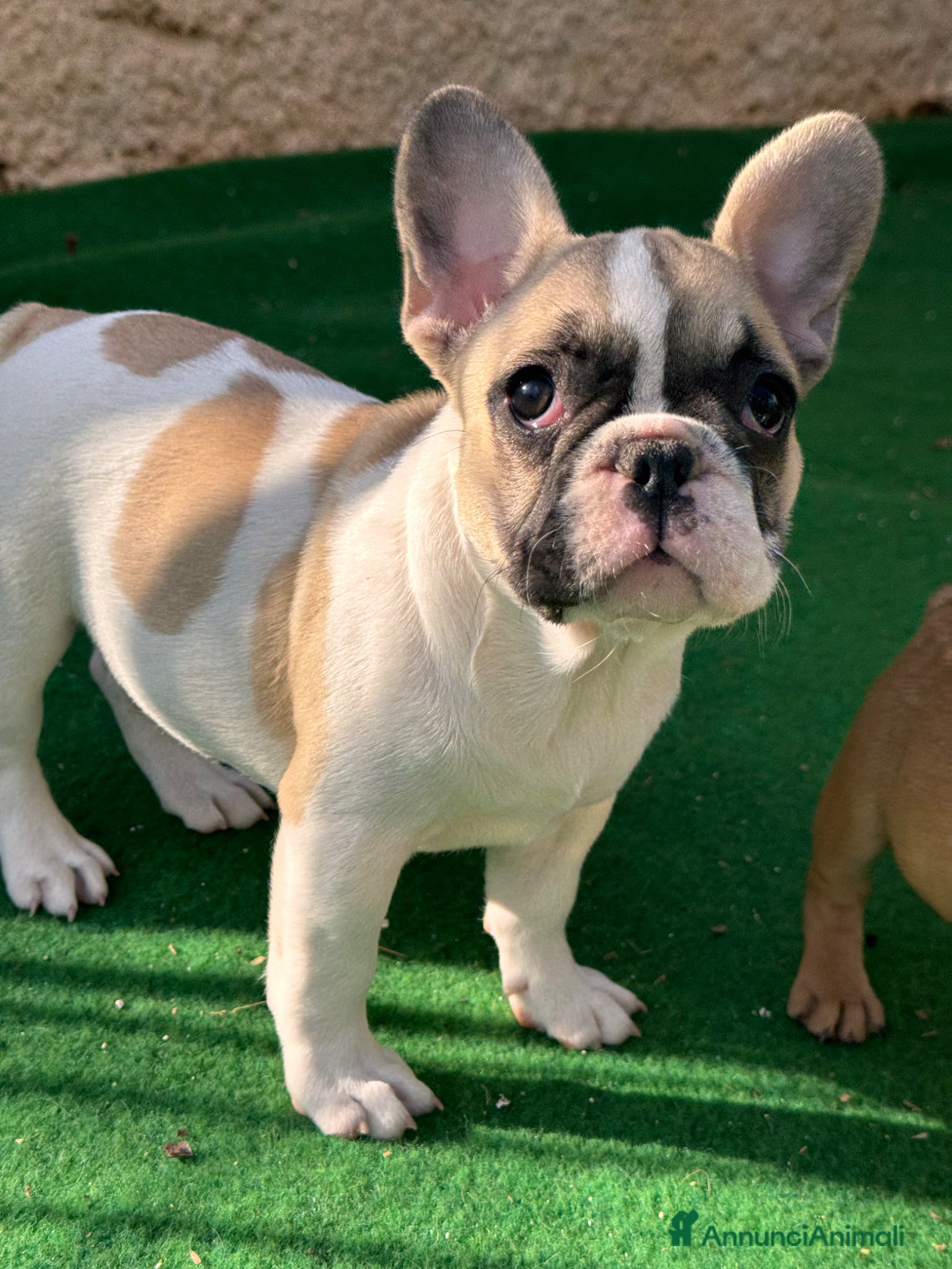 Bulldog Francese cani Cucciola bulldog francese frmmina - Annuncio 13