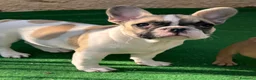 Bulldog Francese cani in vendita: Cucciola bulldog francese frmmina - Annuncio 1