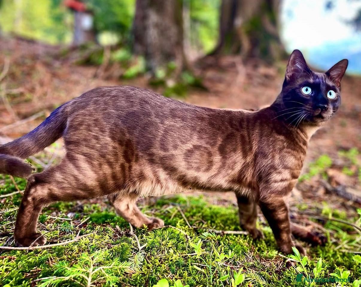 Bengala gatti Splendida gatta del bengala con pedigree - Annuncio 24