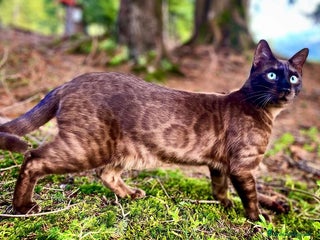 Bengala gatti Splendida gatta del bengala con pedigree - Annuncio 3