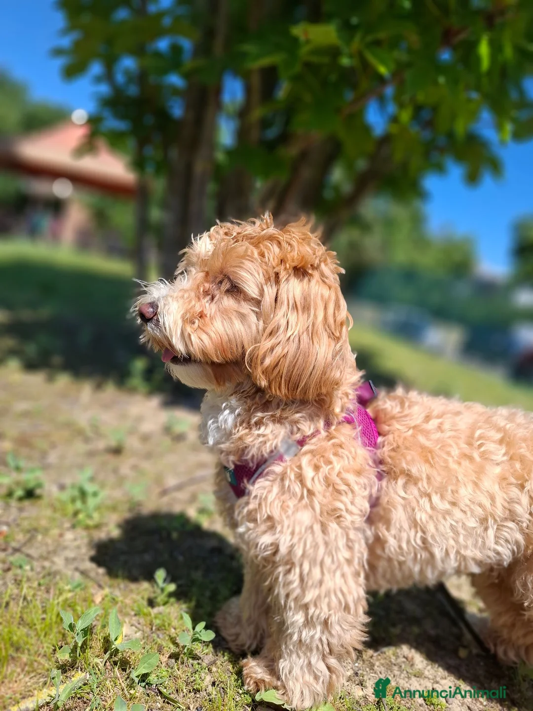 Maltipoo cani in vendita: Vendo cuccioli di Maltipoo  - Annuncio 6