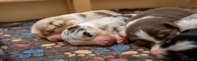 Australian Shepherd 2