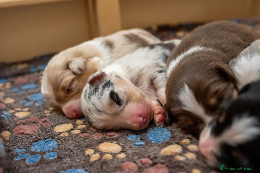 Australian Shepherd cani in vendita: aussie australian shepherd  - Annuncio 2