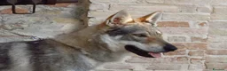 Lupo Cecoslovacco cani per accoppiamento: Riproduttore - Annuncio 3