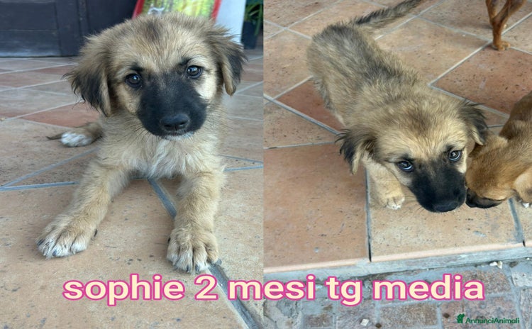 Meticcio cani a Provincia di Vicenza - Annuncio 4