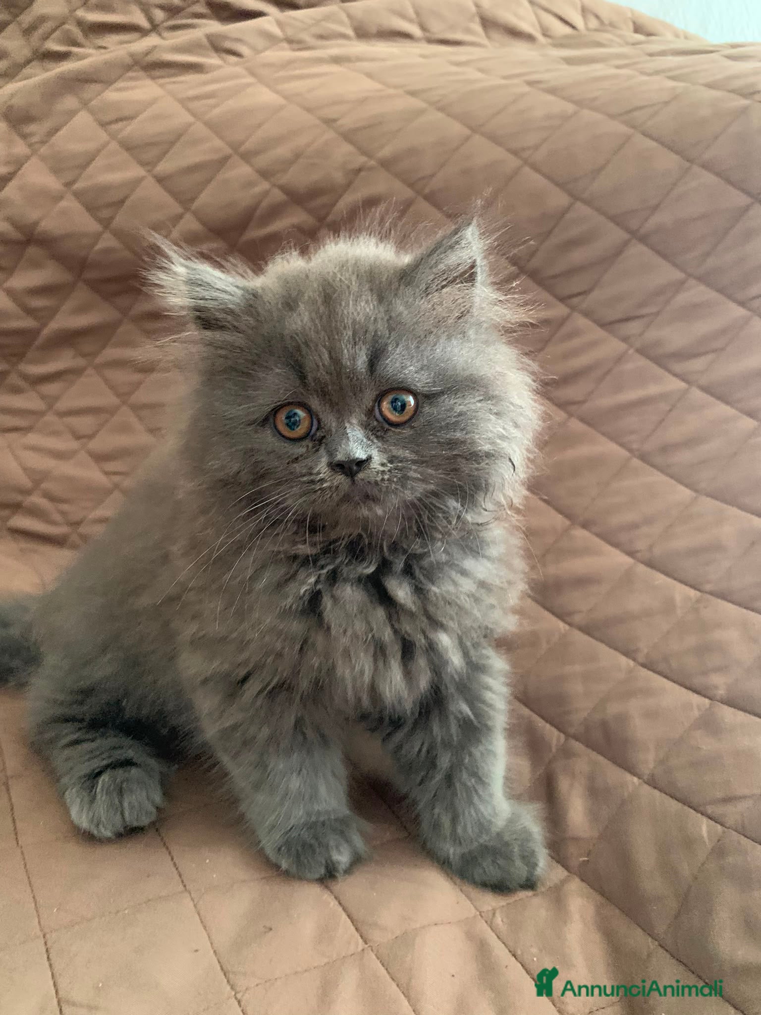 British gatti Vendita british - Annuncio 9