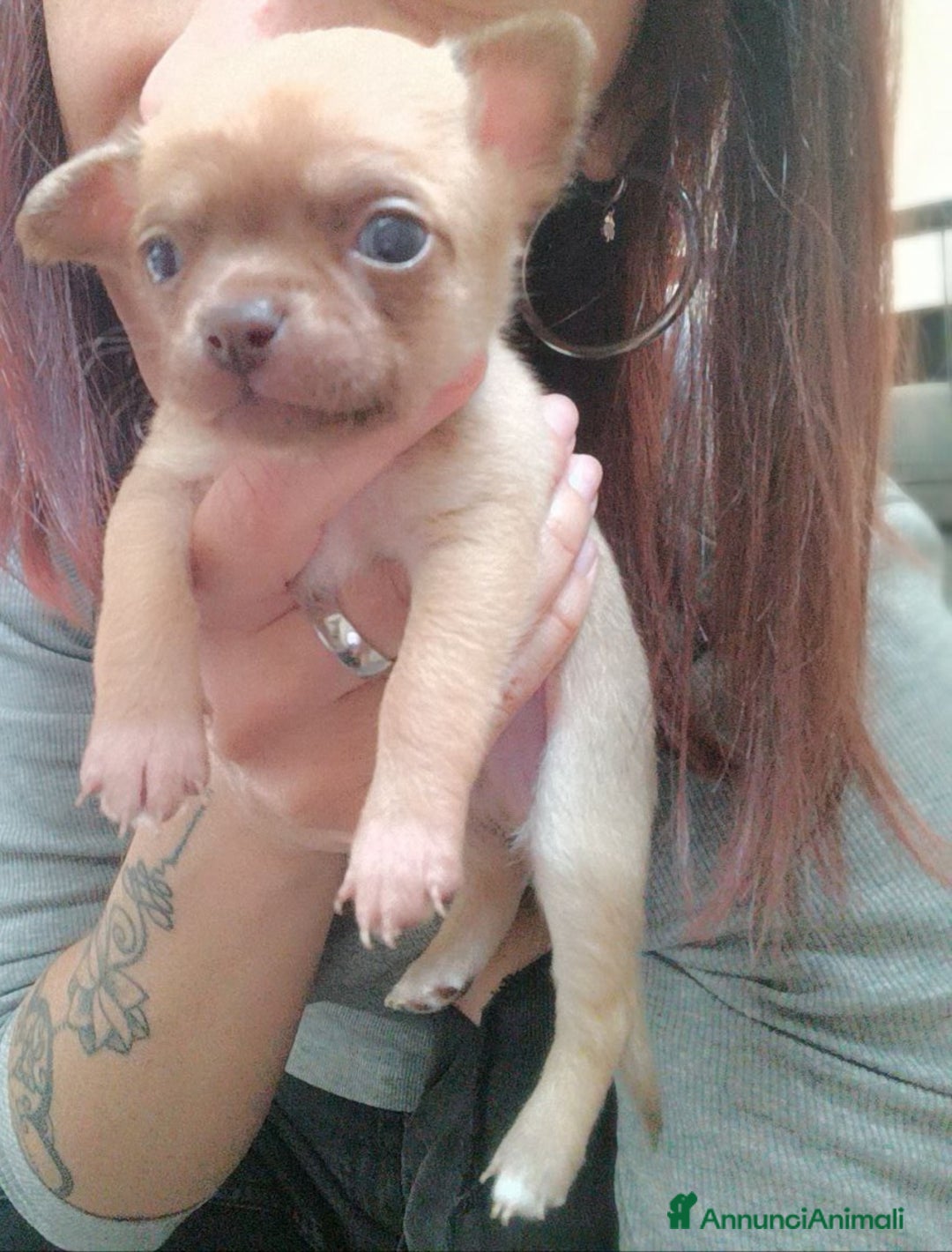 Chihuahua cani in vendita: Cuccioli di chihuahua con pedigree  a Città Metropolitana di Bologna - Immagine 3
