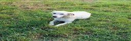 Meticcio cani in regalo: Cuccioli maschi 2 mesi a Provincia di Cuneo - Annuncio 2