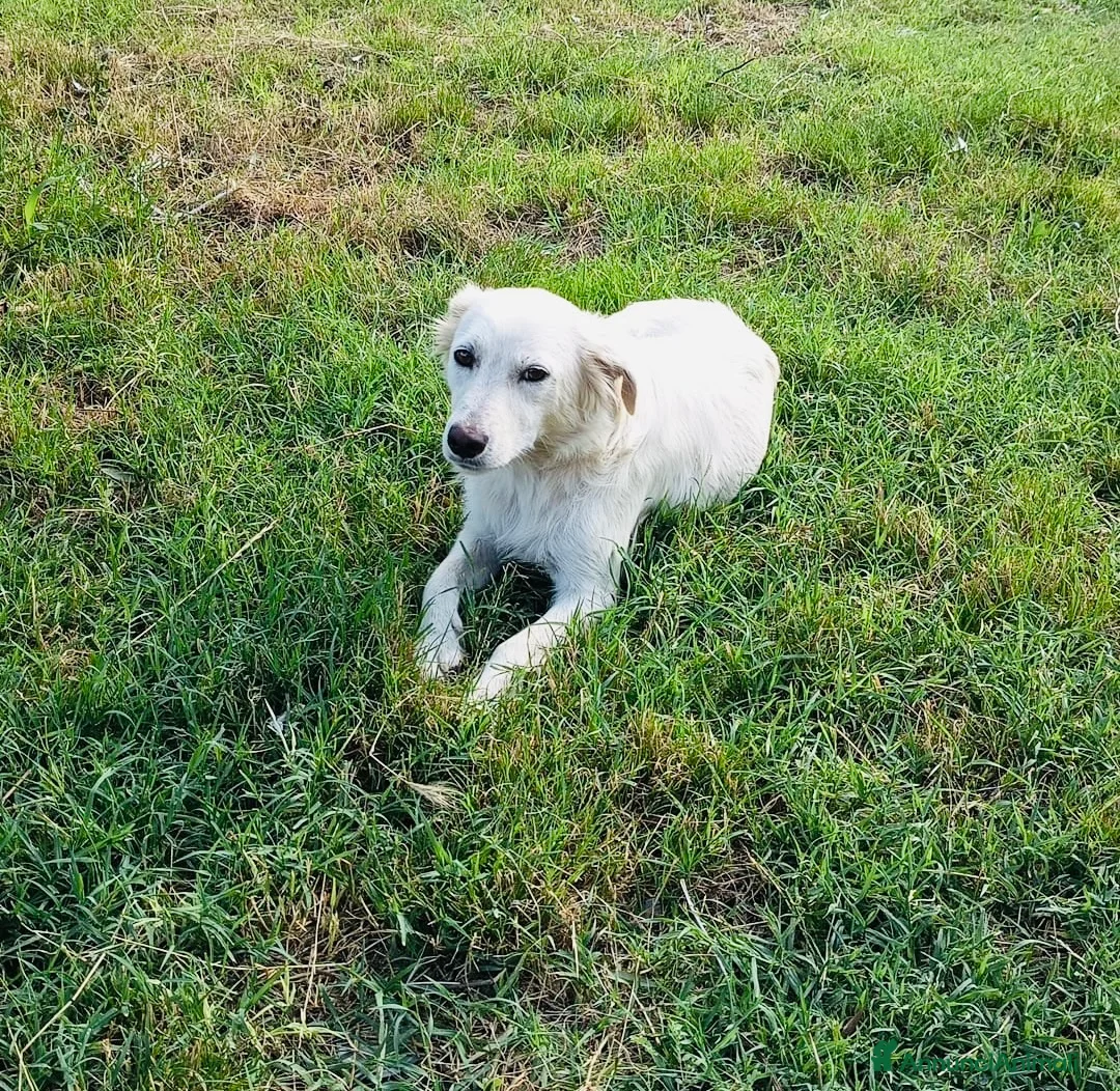 Meticcio cani in regalo: Cuccioli maschi 2 mesi a Provincia di Cuneo - Annuncio 2