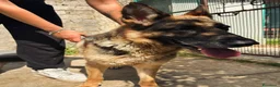 Pastore Tedesco cani in regalo: Sara Jane - Annuncio 8