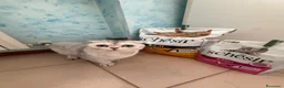 Scottish gatti per accoppiamento: Stallone scottish fold per accoppiamento - Annuncio 6