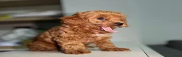 Maltipoo cani in vendita: Cuccioli di Maltipoo F1B a Città metropolitana di Milano - Annuncio 6