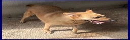 Meticcio cani in regalo: BOMBER simpaticone con tanta voglia di giocare - Annuncio 3