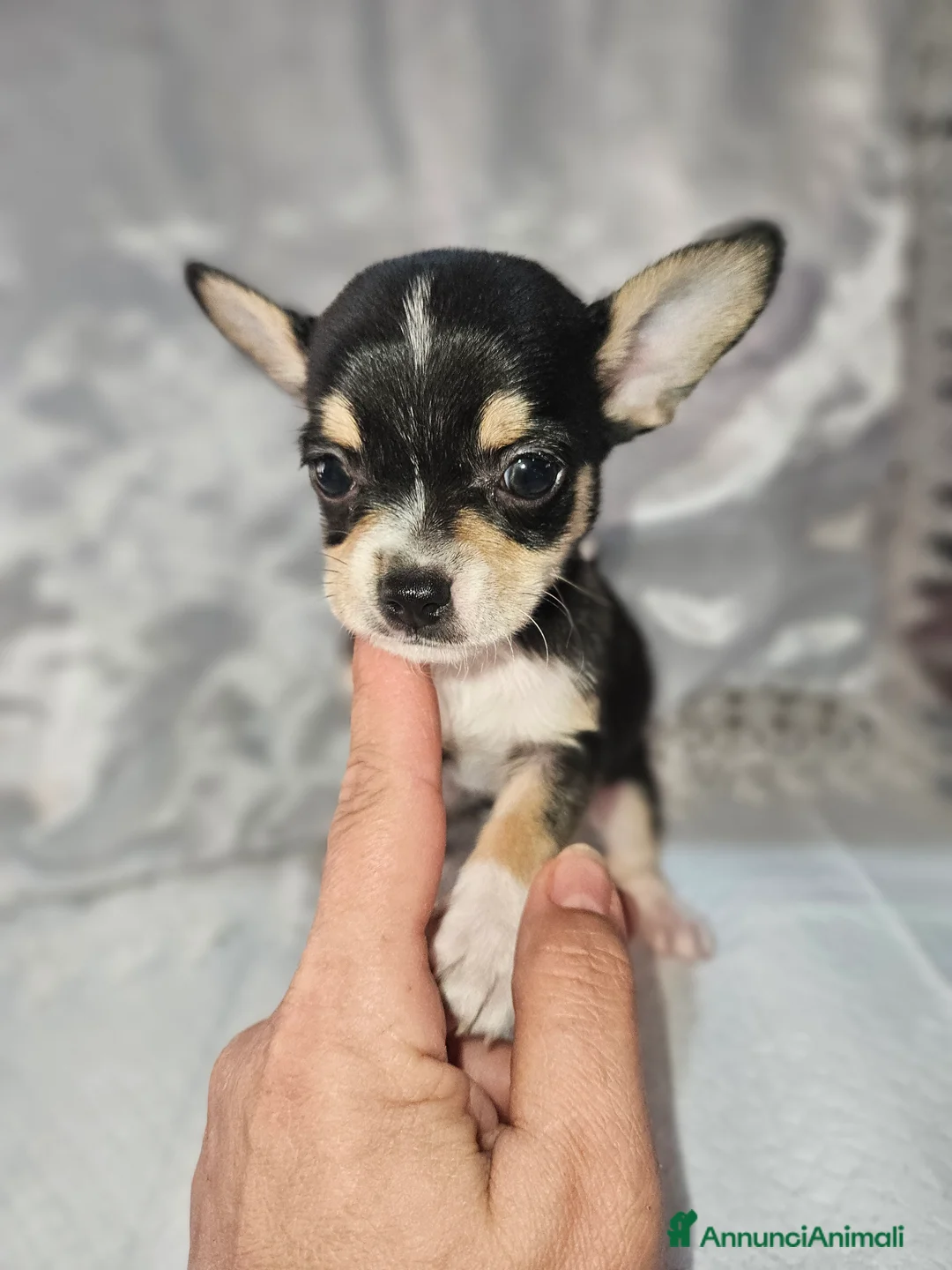 Chihuahua cani in vendita: Chihuahua toy mini - Annuncio 7