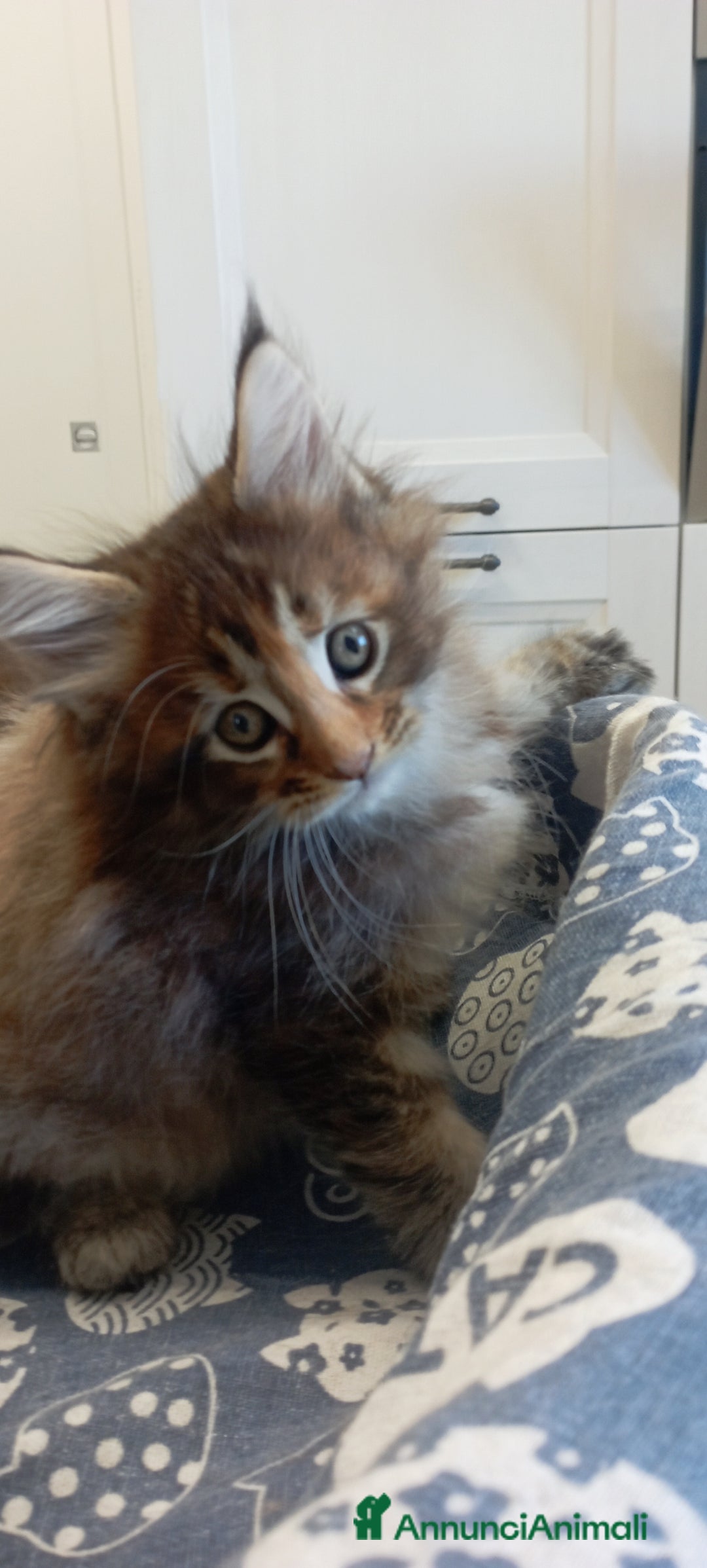 Maine Coon gatti in vendita: Maine Coon con pedigree  - Annuncio 16