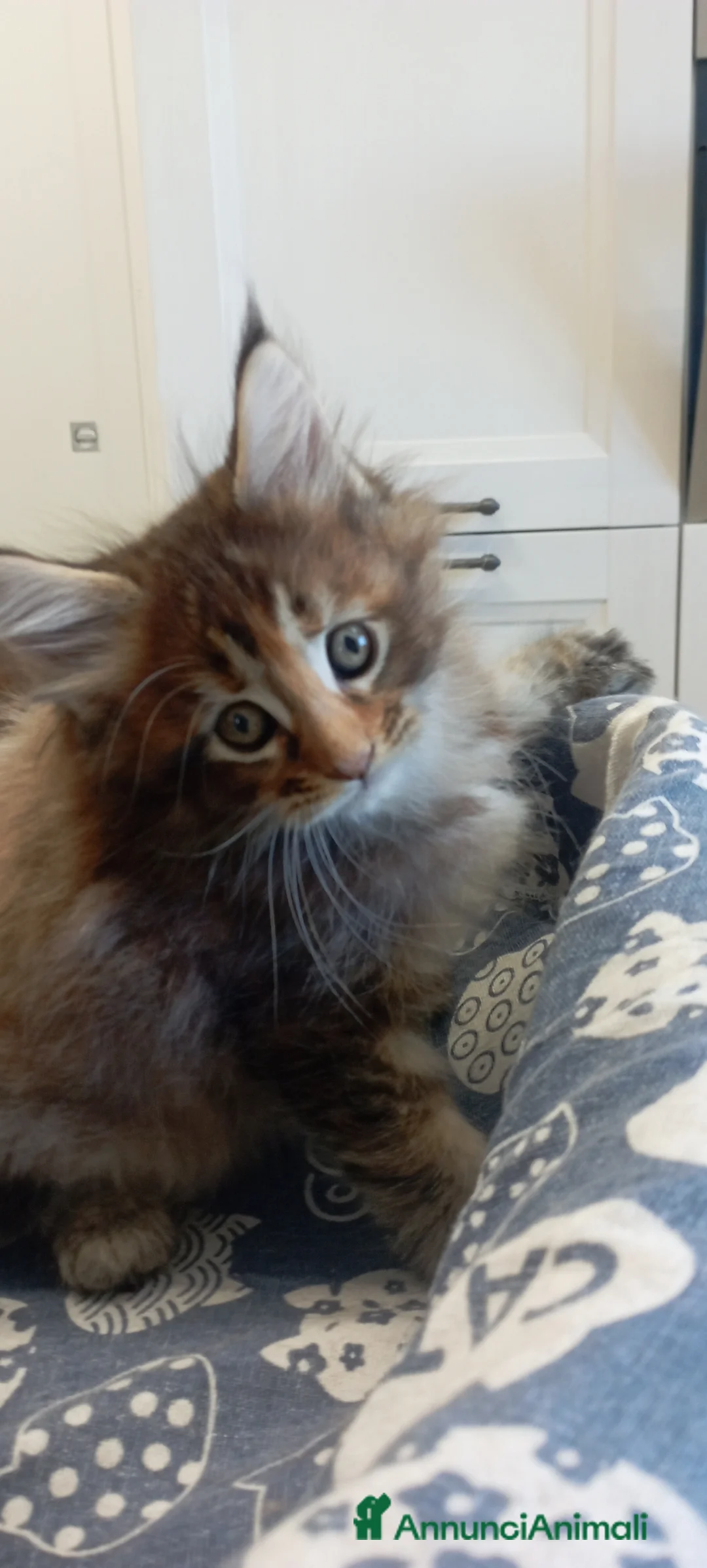 Maine Coon gatti in vendita: Maine Coon con pedigree  - Annuncio 19