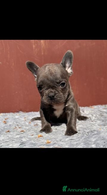 Bulldog Francese cani Bulldog francesi Merle maschi - Annuncio 3