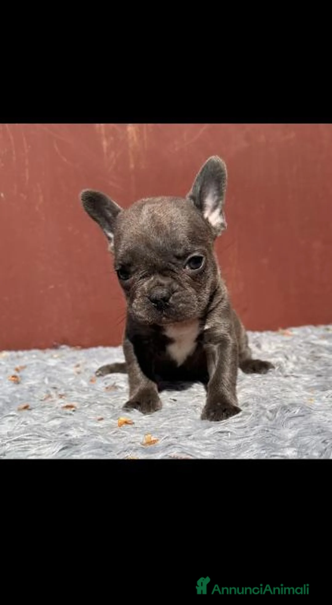 Bulldog Francese cani in vendita: Bulldog francesi Merle maschi - Annuncio 1