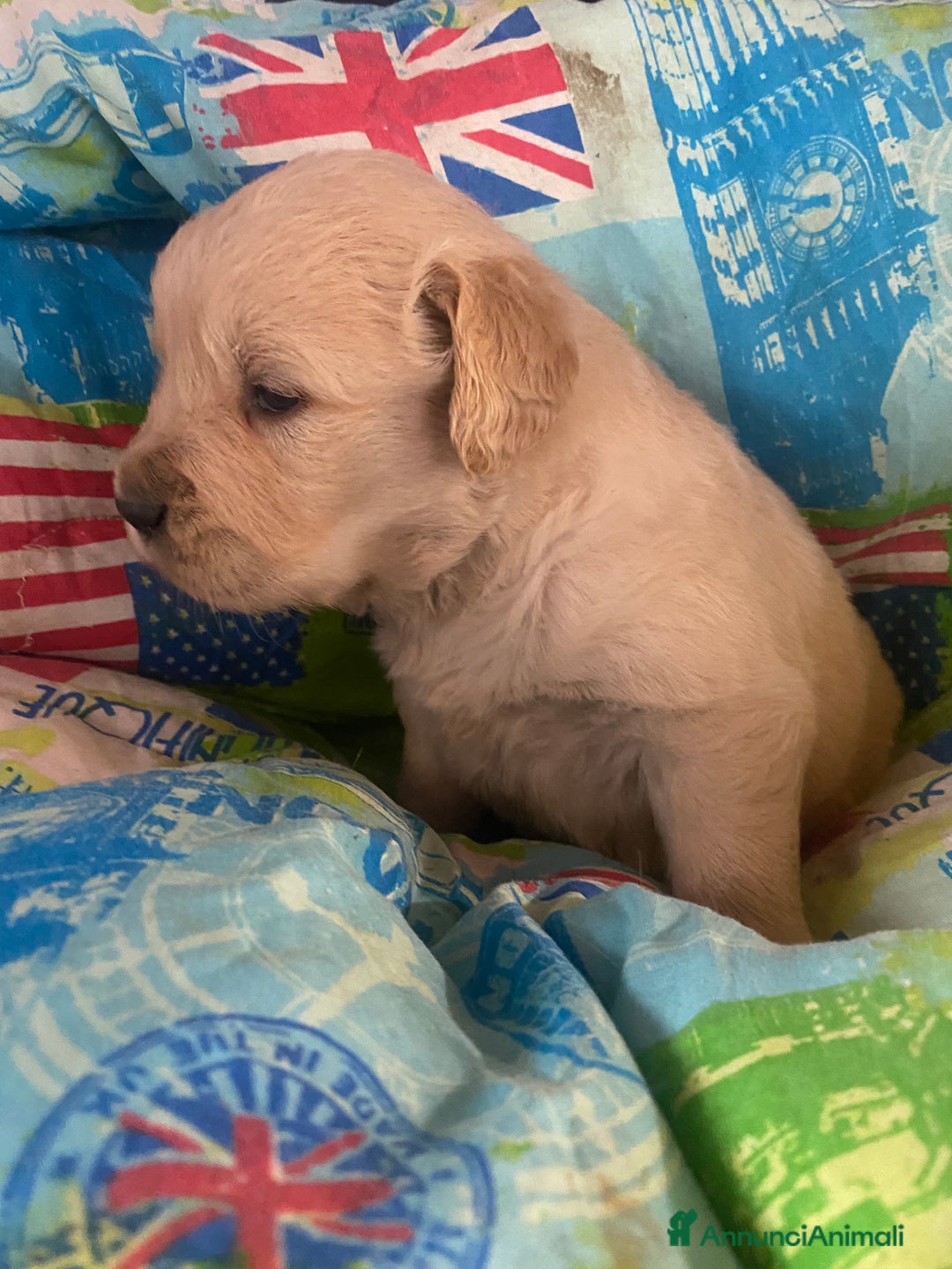 Golden Retriever cani in vendita: Golden retriever angloamericani - Annuncio 1