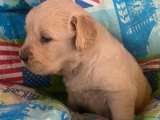 Golden Retriever cani Golden retriever angloamericani - Annuncio 16