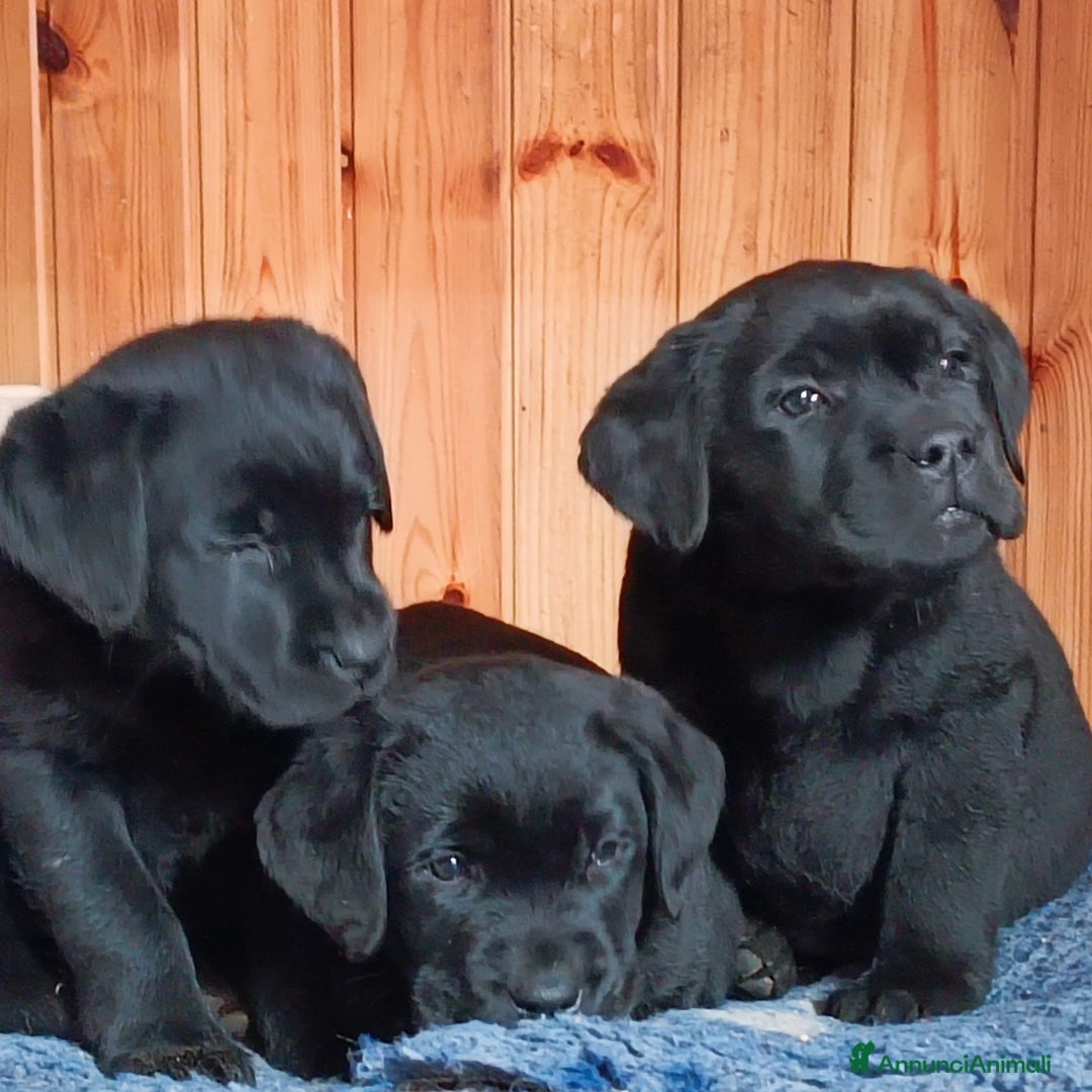 Labrador cani in vendita: cuccioli labrador  - Annuncio 3