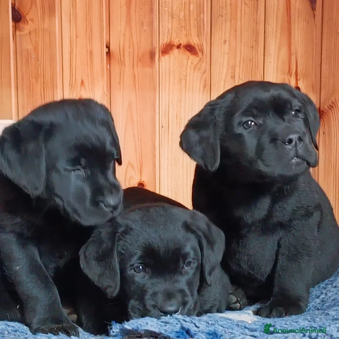 Labrador cani in vendita: cuccioli labrador  - Annuncio 3
