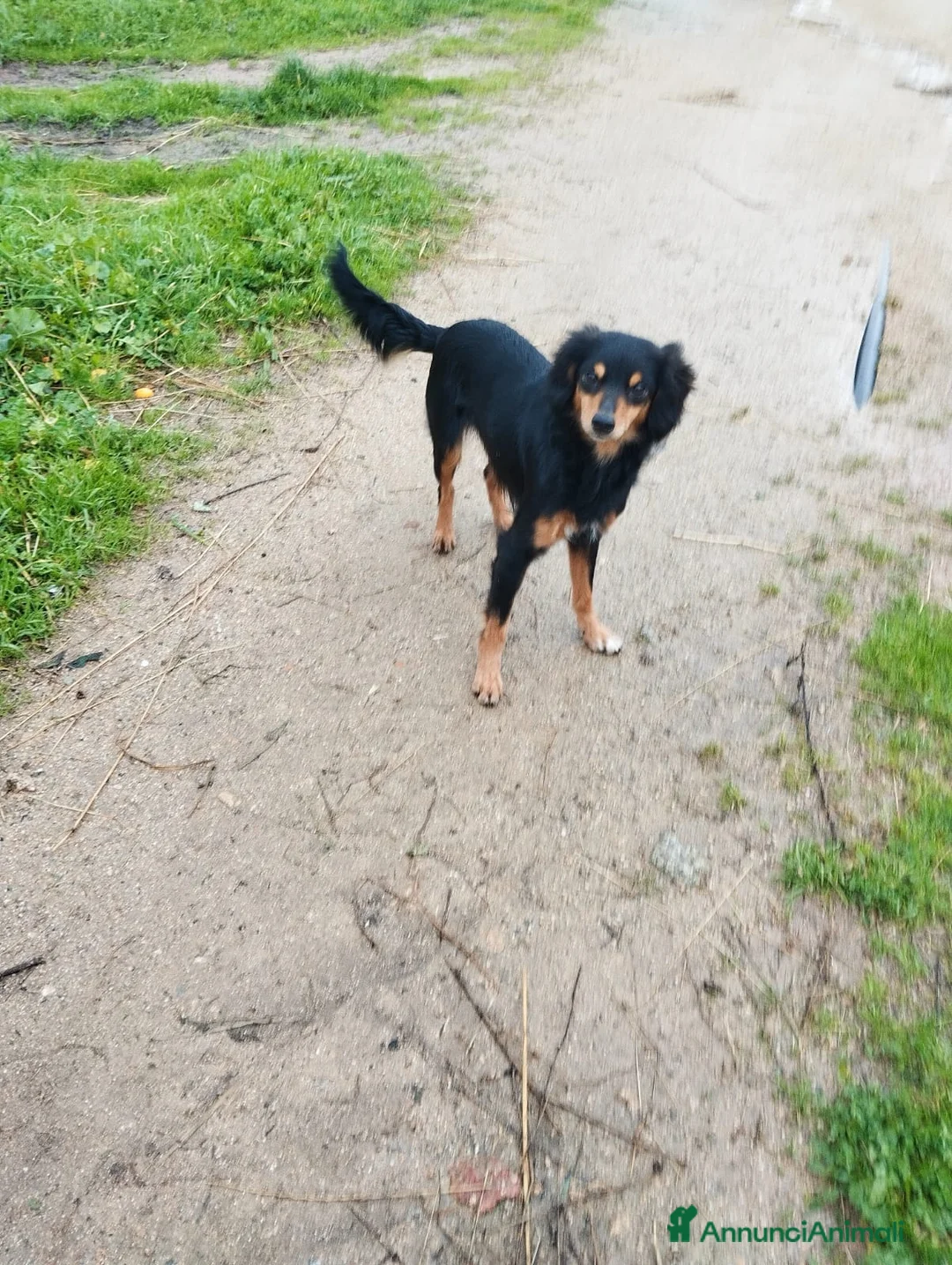 Meticcio cani in regalo: CUCCIOLE  TG medio piccola - Annuncio 4