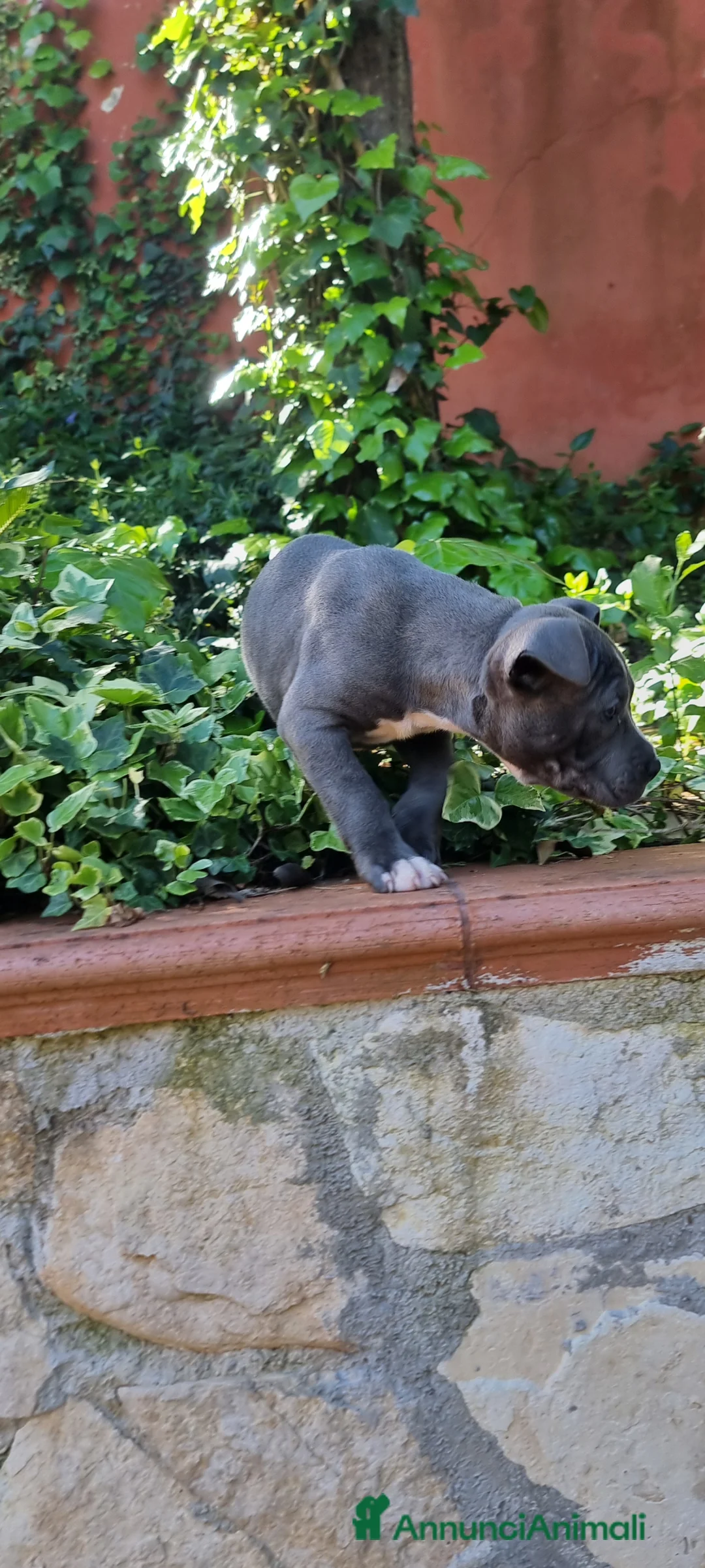 American Staffordshire cani in vendita: Cuccioli Amstaff con pedigree in tutta Italia  a Città Metropolitana di Bari - Annuncio 7