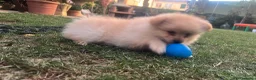 Meticcio cani in vendita: Vendo volpini  a Città Metropolitana di Bologna - Annuncio 3