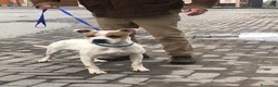 Meticcio cani in regalo: Lilli cerca casa a Città metropolitana di Catania - Annuncio 4