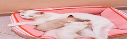 Angora turco gatti in vendita: Angora turco ,Splendido gattino con occhi azzurri  - Annuncio 4