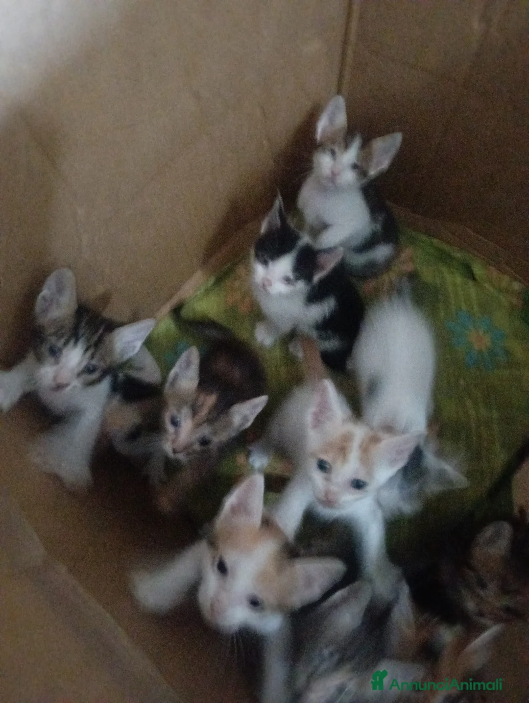 Altre razze gatti in regalo: Gattini da regalare - Annuncio 2
