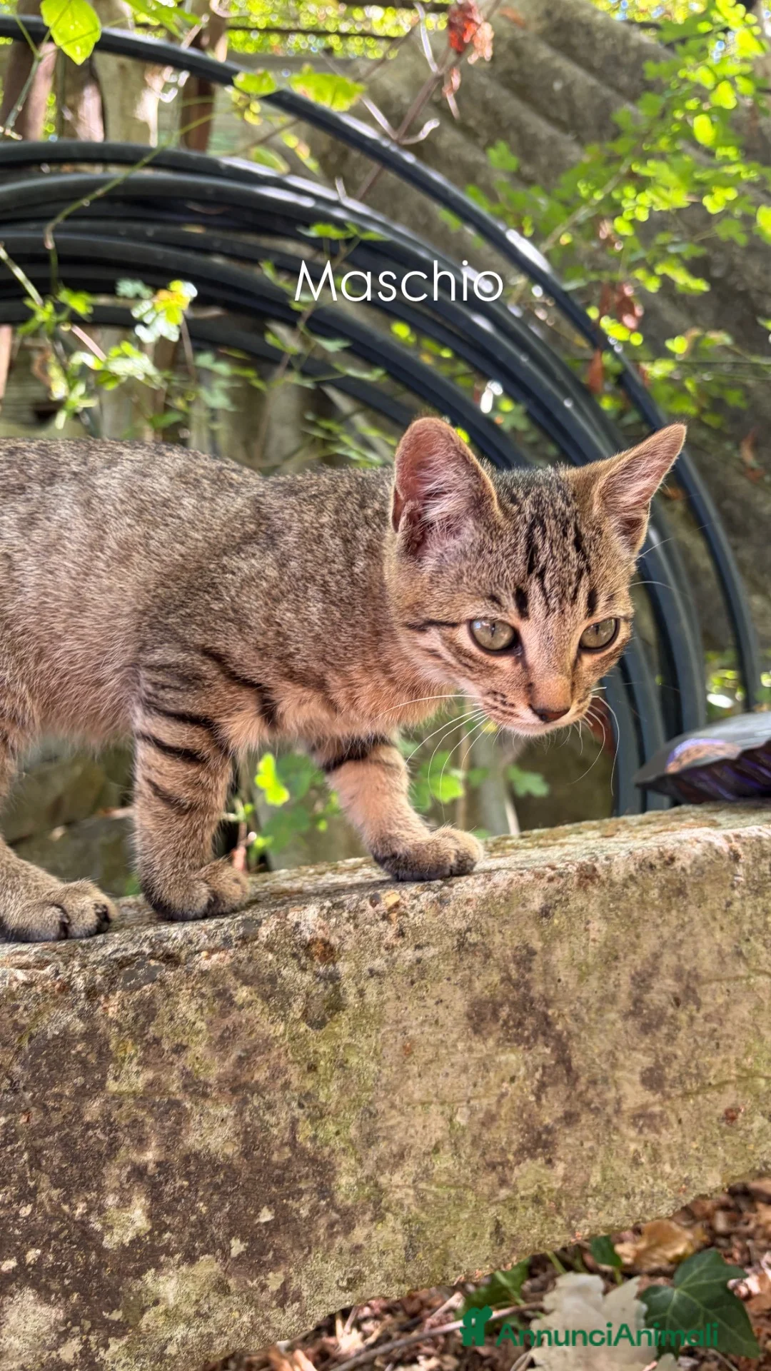 Meticcio gatti in regalo: Gattini di 3 mesi - Annuncio 5