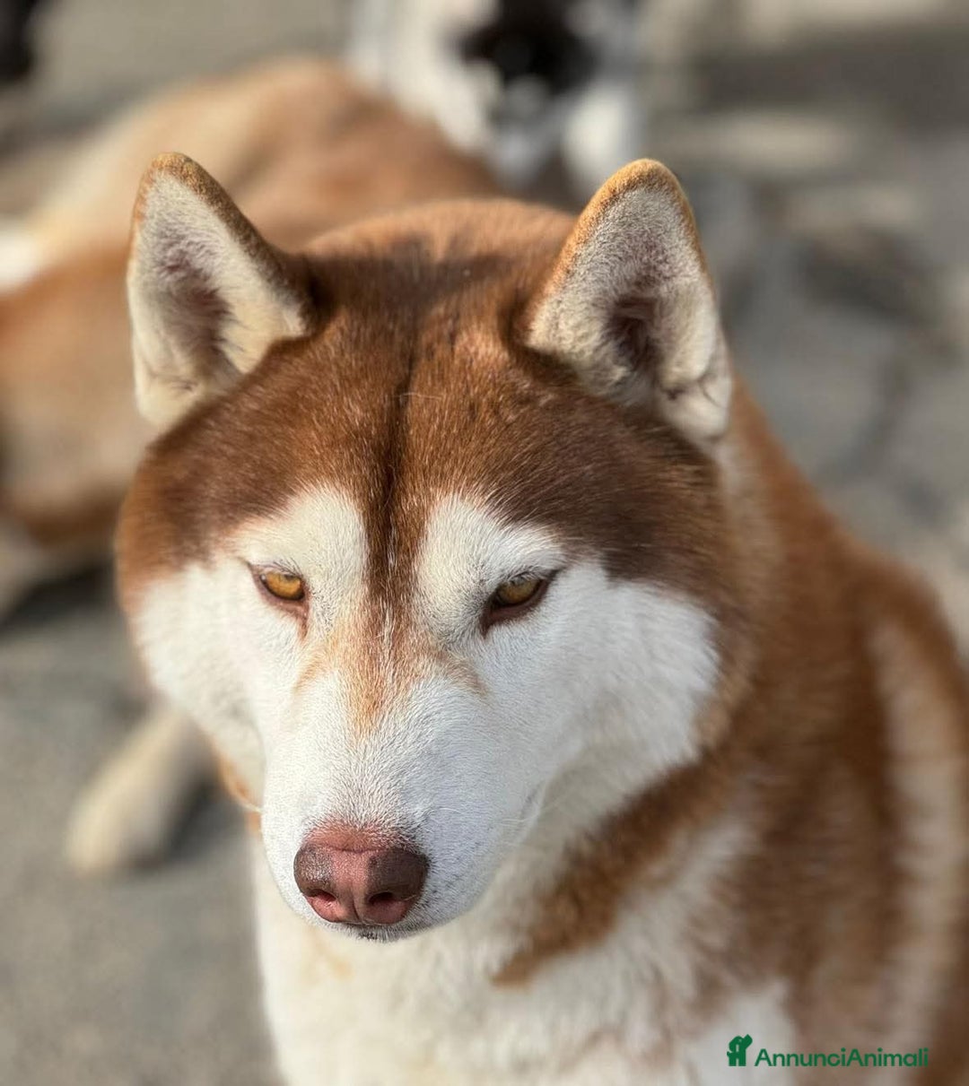 Husky cani in vendita: Cuccioli Siberian Husky Pedigree ENCI - Annuncio 4