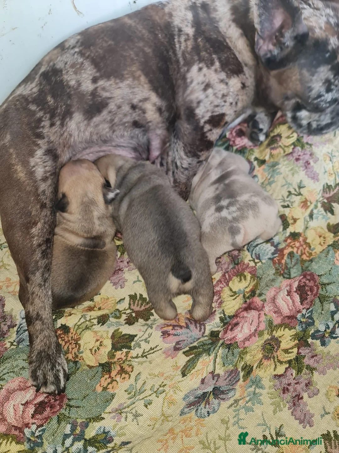 Bulldog Francese cani in vendita: Bulldog francesi merle tan - Annuncio 6