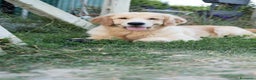 Golden Retriever cani in vendita: Golden Retriever Americani Cuccioli con pedigree  - Annuncio 6