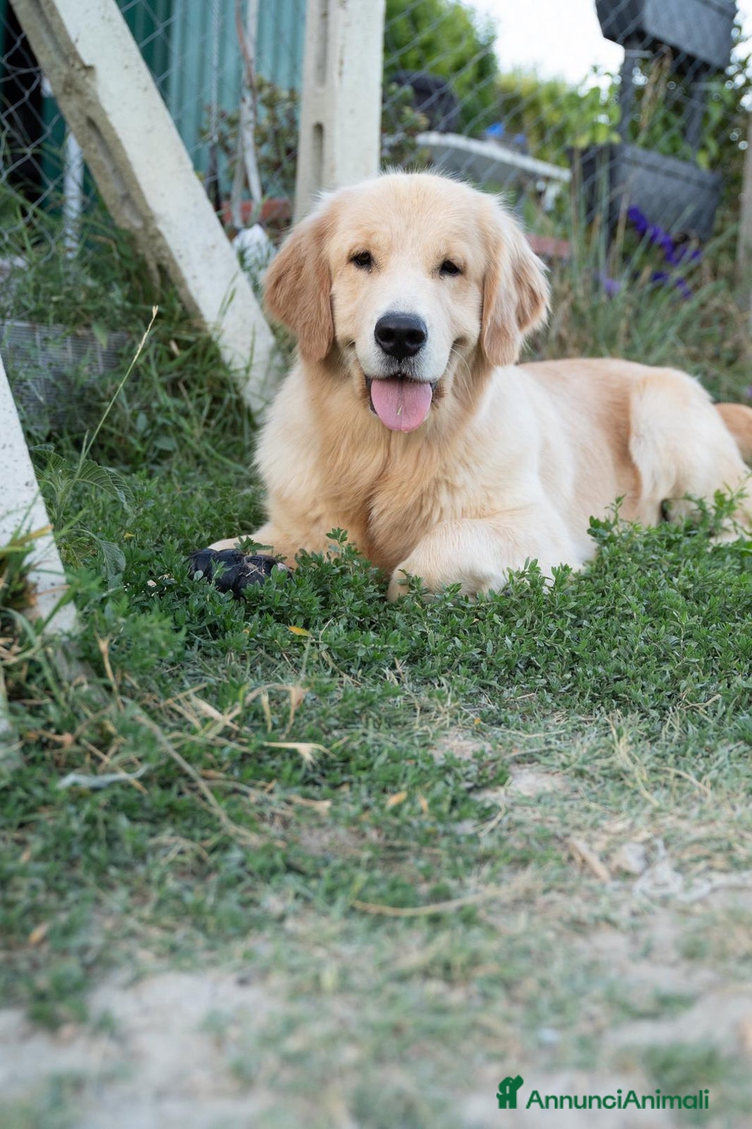 Golden Retriever cani in vendita: Golden Retriever Americani Cuccioli con pedigree  - Annuncio 6