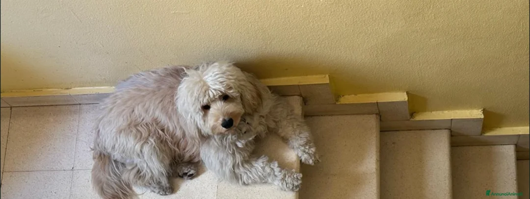 Barboncino cani in regalo: Splendido Barboncino - FLUFFY - Annuncio 3