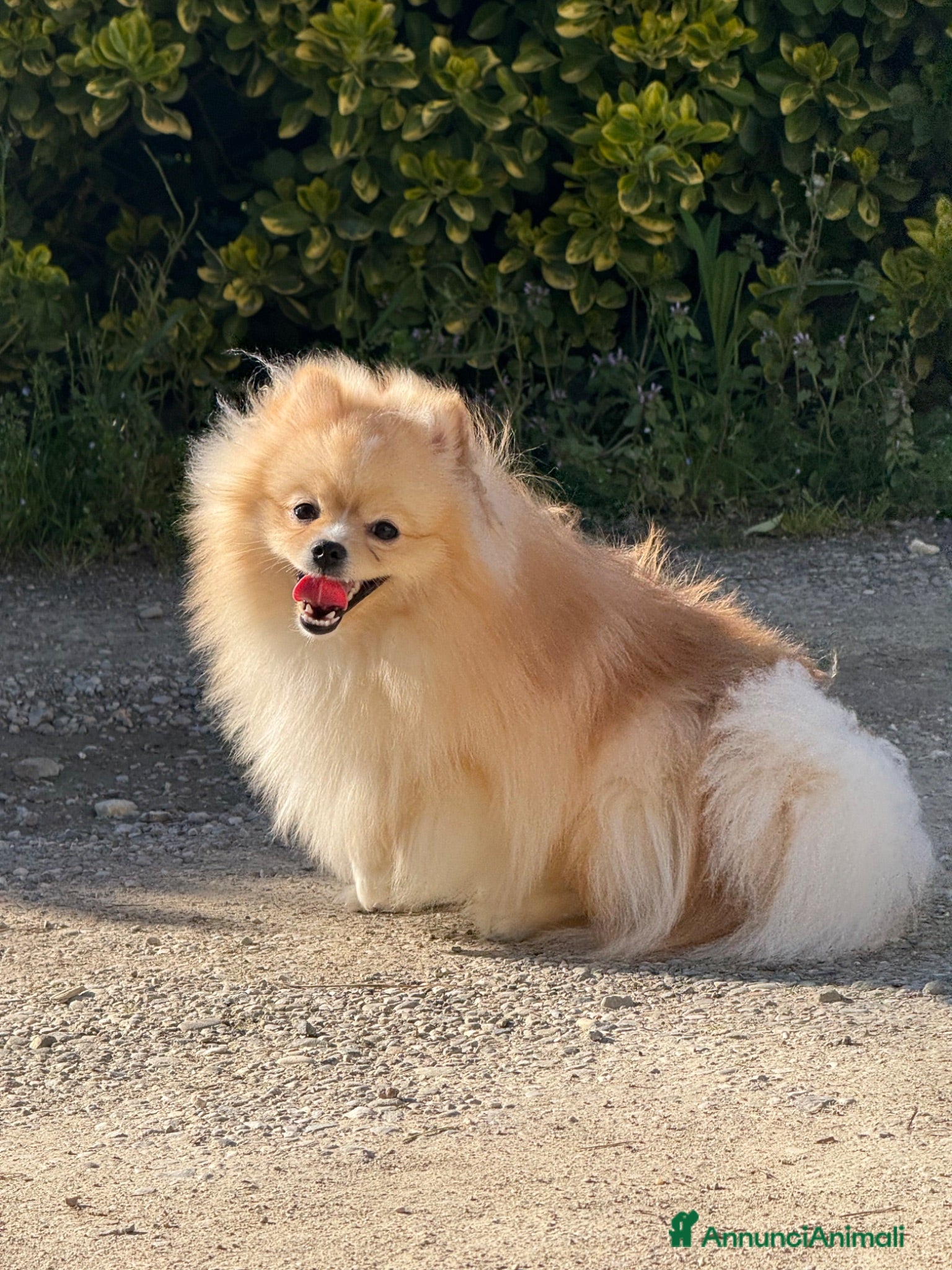 Spitz cani Splendidi esemplari di Spitz Pomerania di 2 anni - Annuncio 22