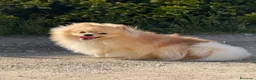 Spitz cani in vendita: Splendidi esemplari di Spitz Pomerania di 2 anni a Città Metropolitana di Bologna - Annuncio 1