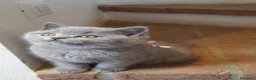 British gatti in vendita: Gattini British Shorthair a Città Metropolitana di Bologna - Annuncio 3