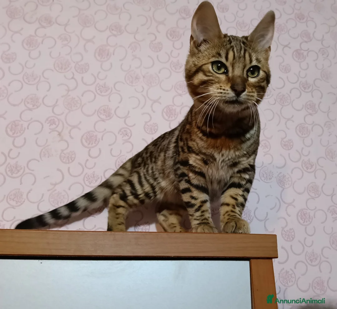 Bengala gatti in vendita: Cucciolo di Bengala maschio  - Annuncio 2