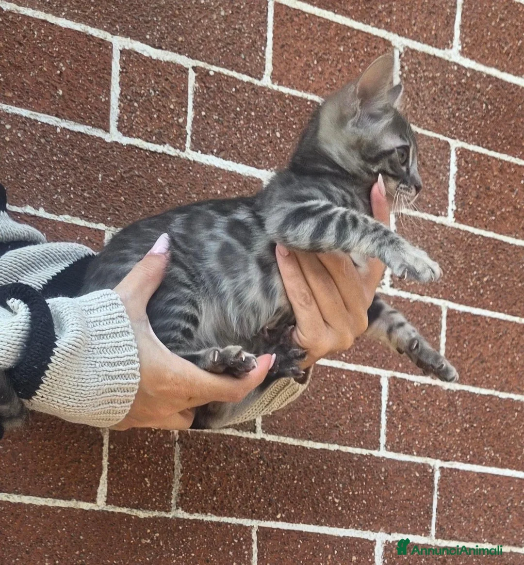 Bengala gatti in vendita: Cuccioli gatto bengala  - Annuncio 39