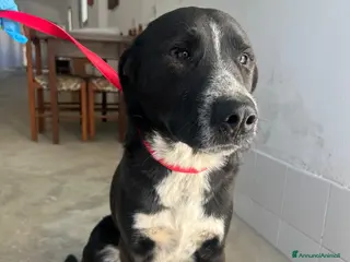 Meticcio cani LEO - Annuncio 11